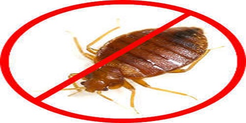 Bed_Bugs_control