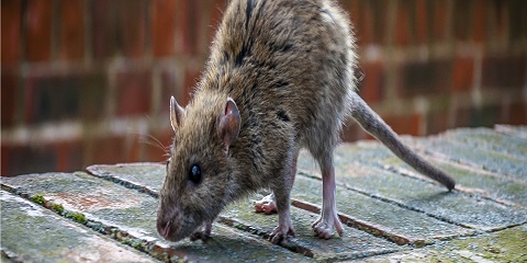 Rats_and_Rodent_Control