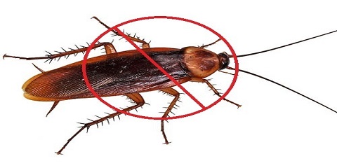 Cockroaches_Control_