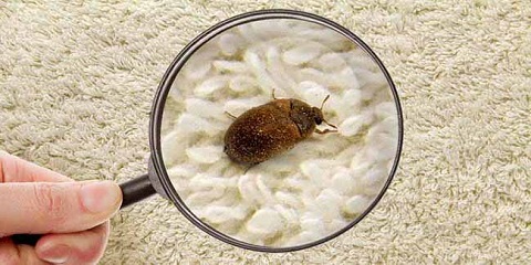 Carpet_Beetle_Control